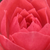 Rózsaszín - Törpe - mini rózsa - Rennie's Pink